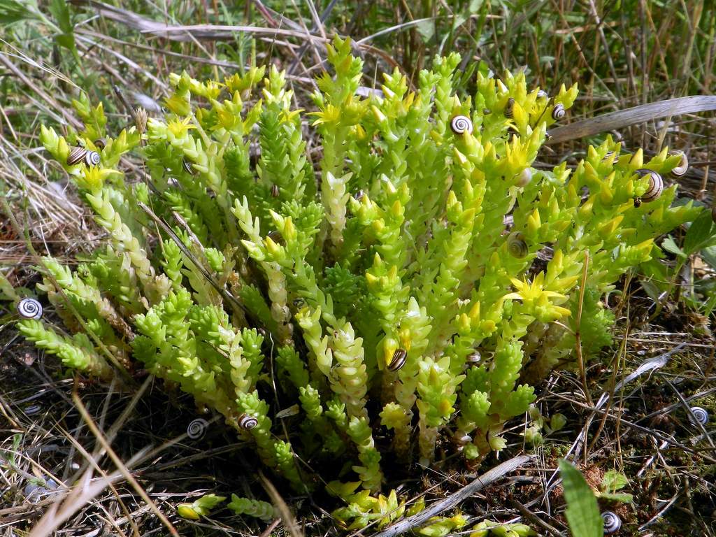 Sedum acre